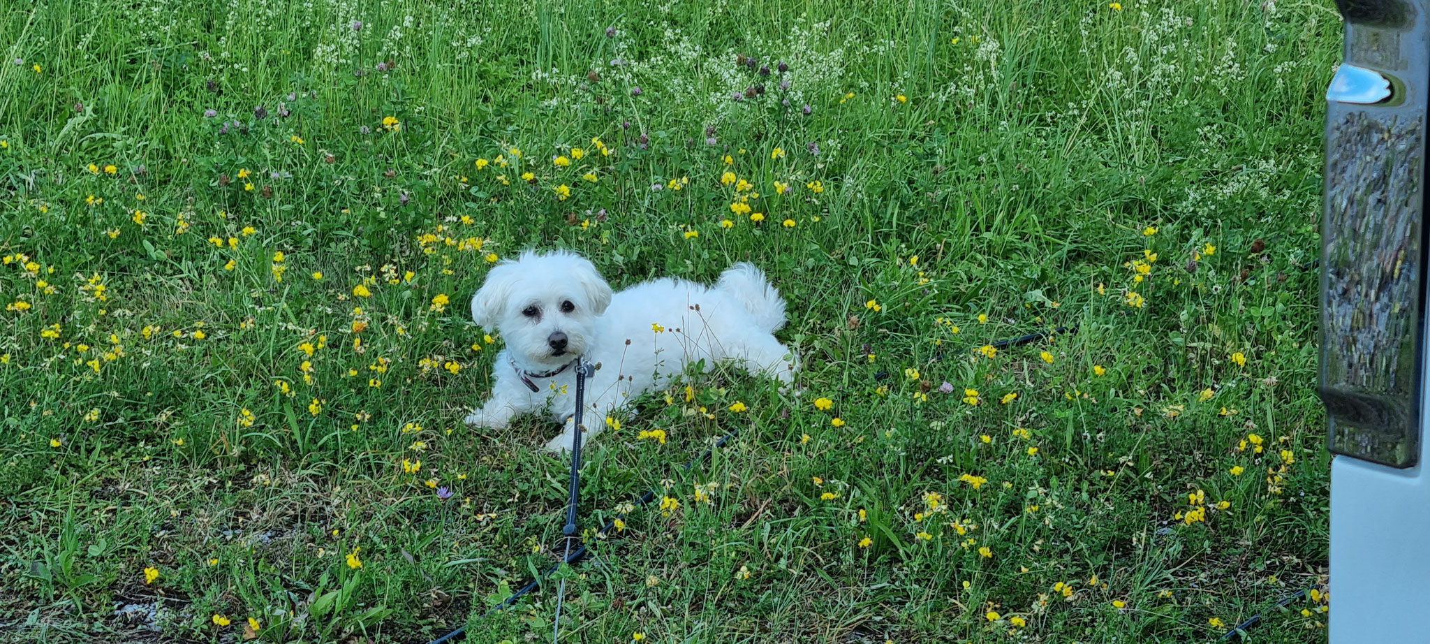 Chillen im kühlen Gras