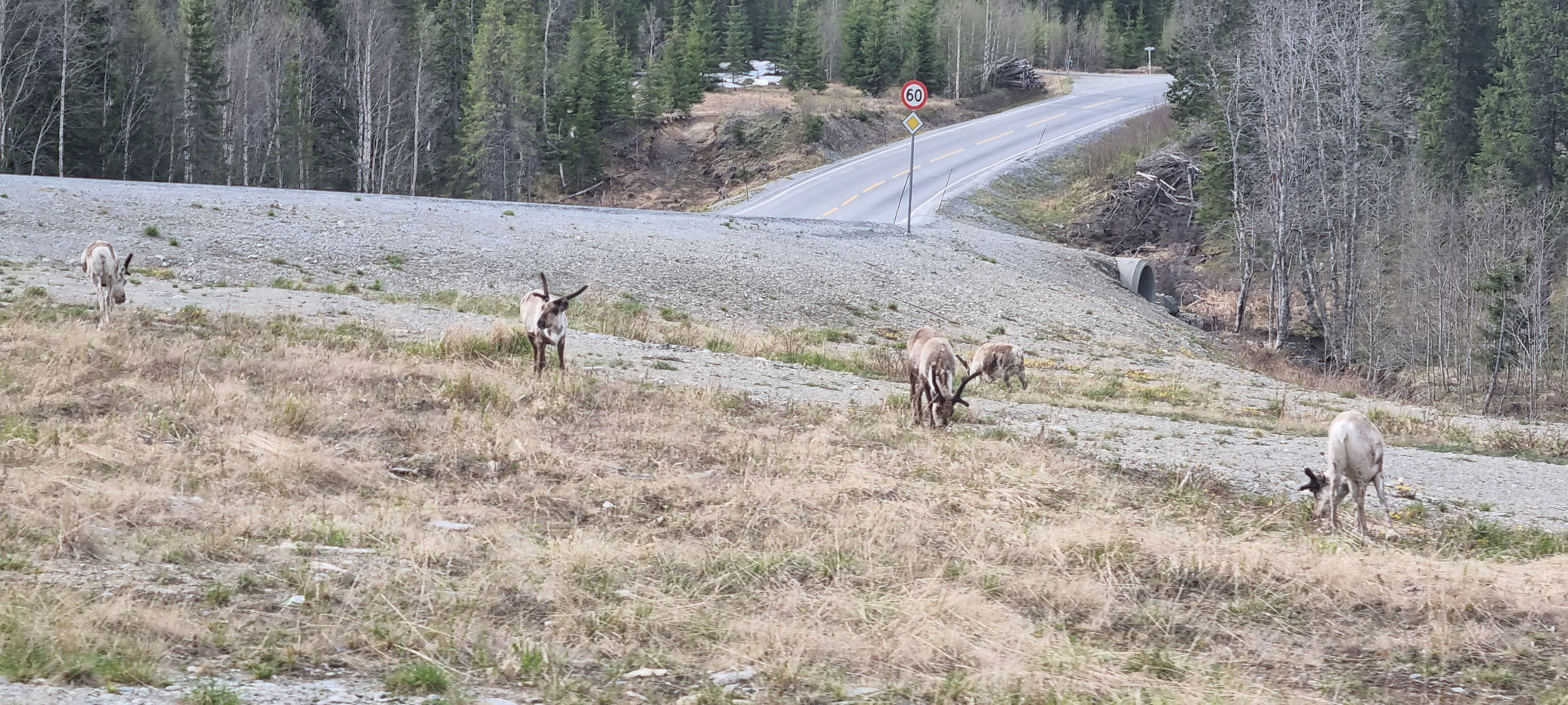 Diese Tiere bringen Abwechslung...