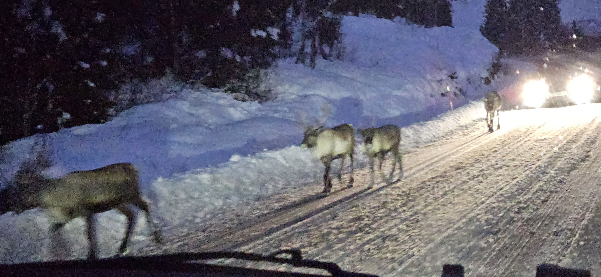Rentiere auf der Strasse