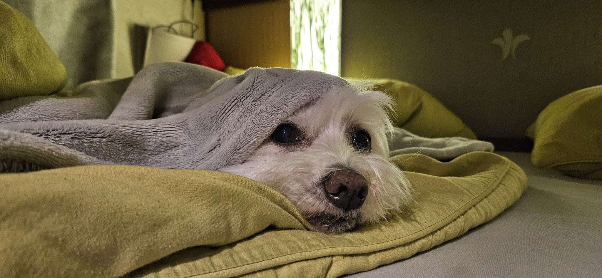 Warum schellt der Wecker? Wir haben Urlaub!