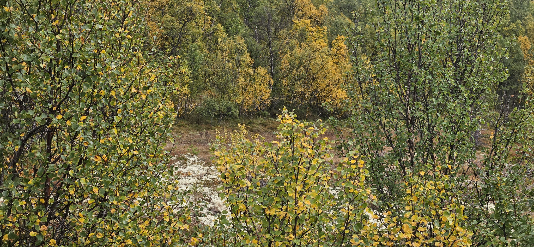 ...die kleinen Birken und Moosflechten sind super schön