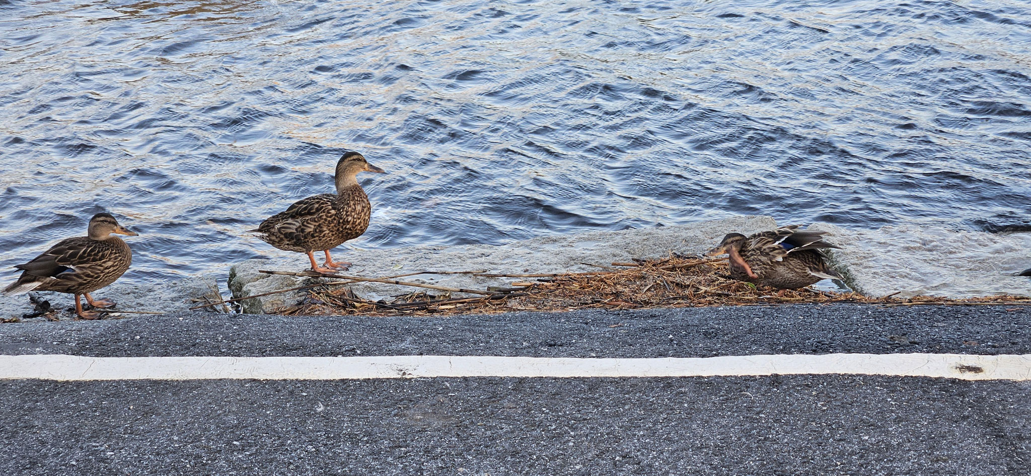Auch die Enten haben mit den Wellen zu kämpfen