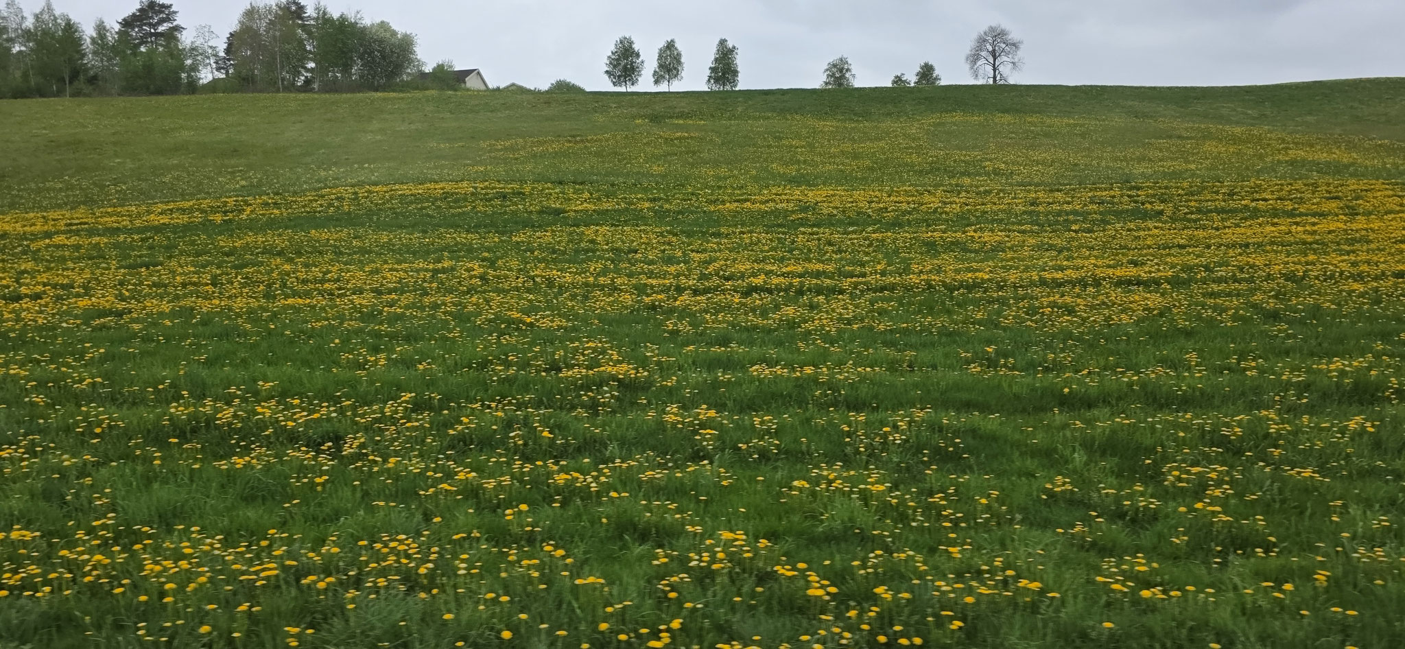 ...die Natur arbeitet hier später aber viel schneller
