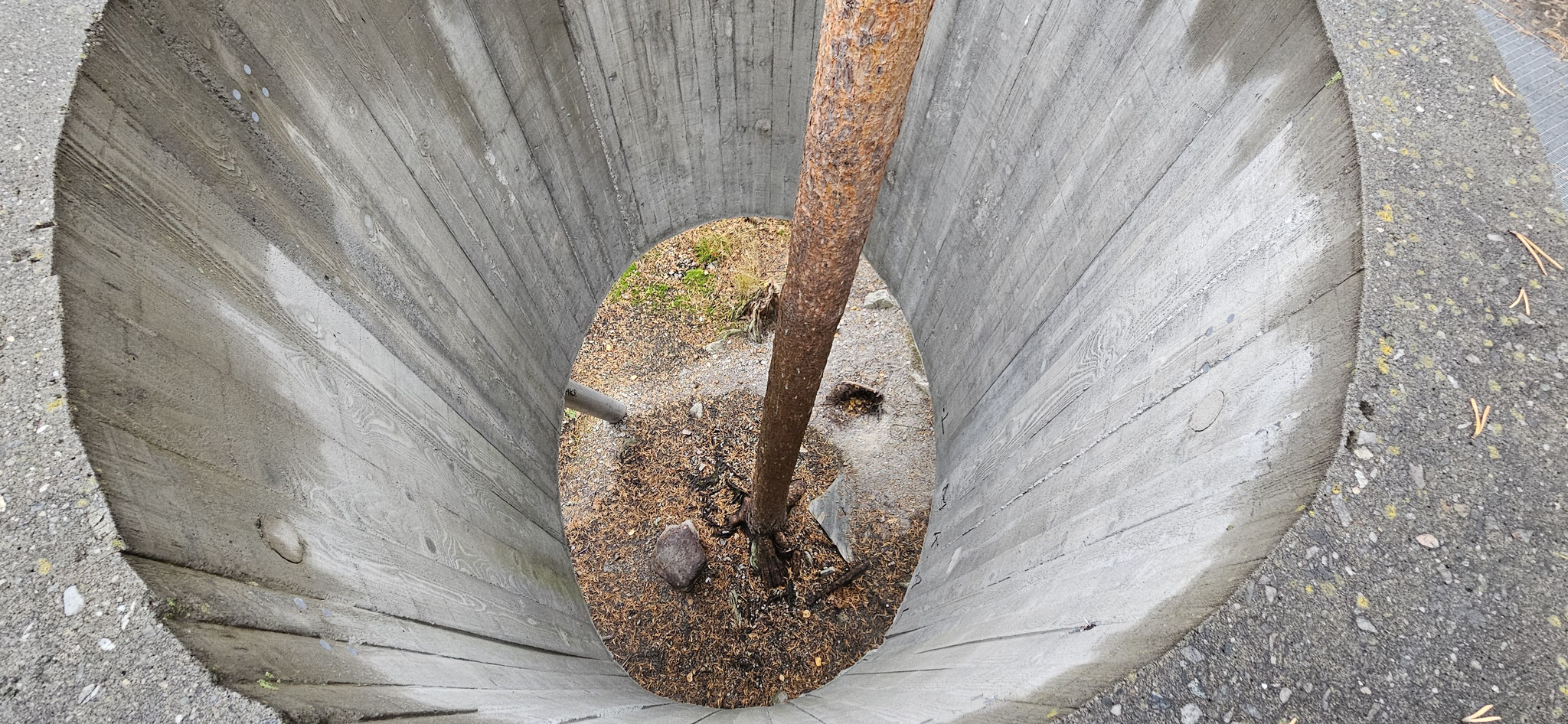 Um den Baum herum betoniert