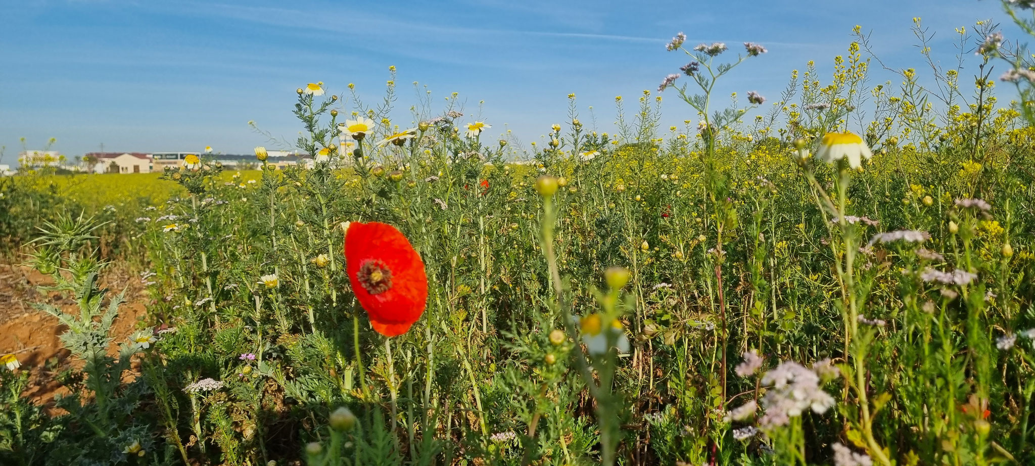 ...Mohn...