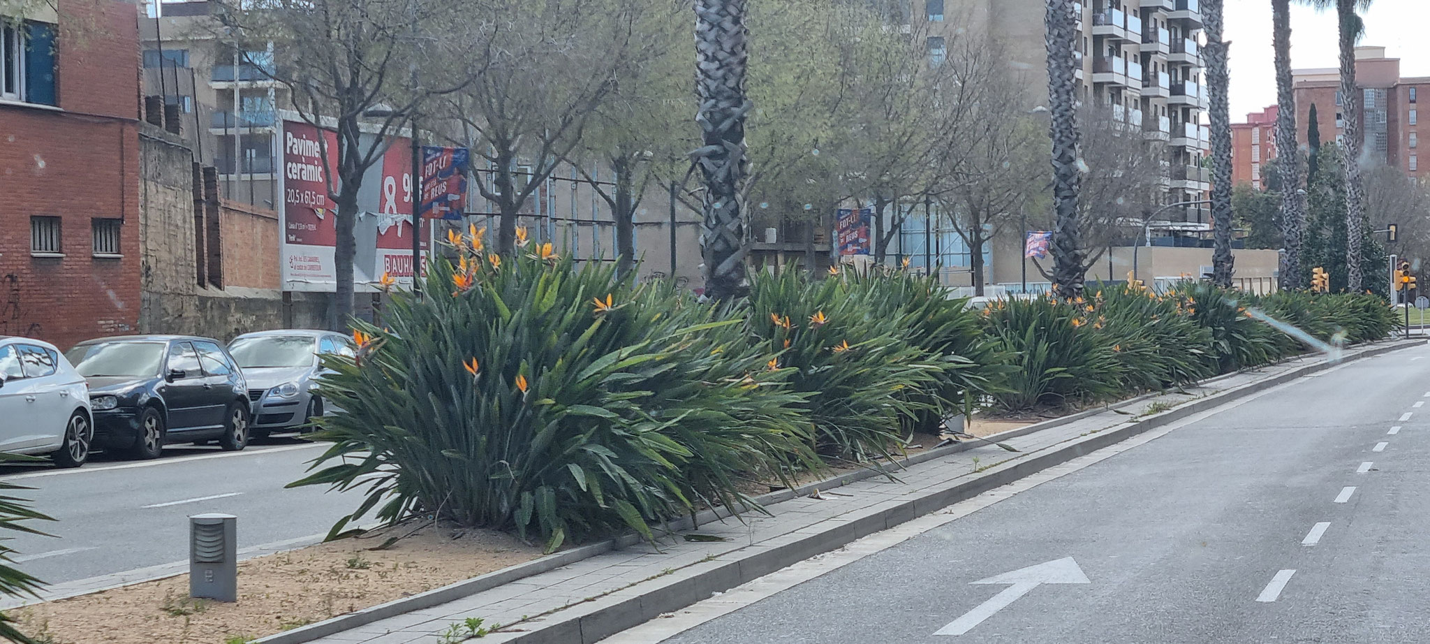 Papageienblumen als Strassenrand-Bepflanzung