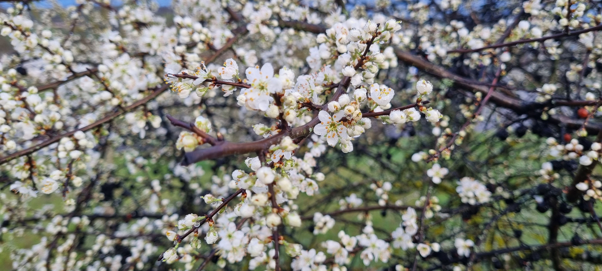 Wir wollen noch mehr Frühling