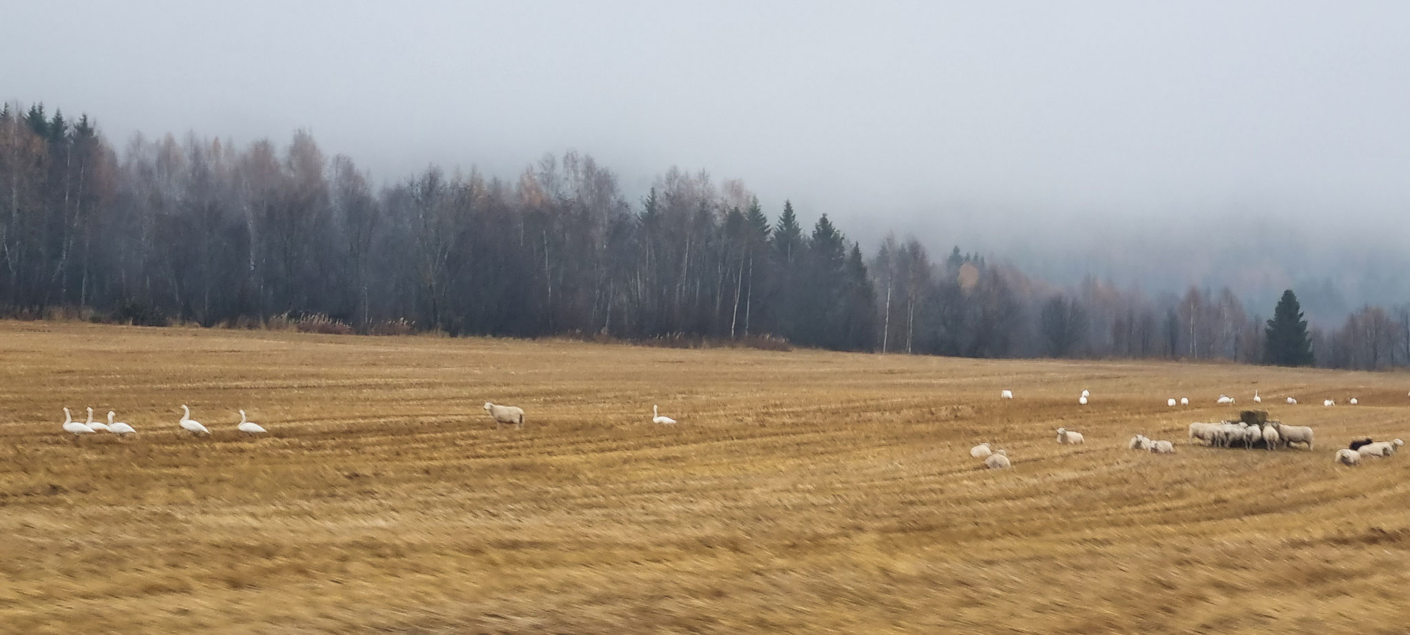 Schwäne und Schafe vereint