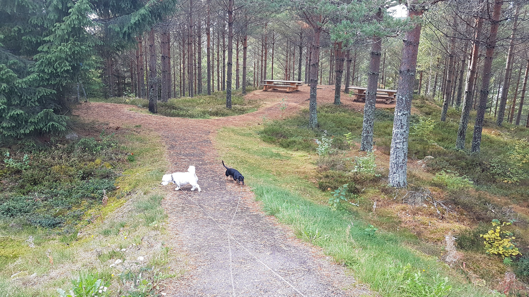 Ein kleiner Waldspaziergang mit den Jungs...