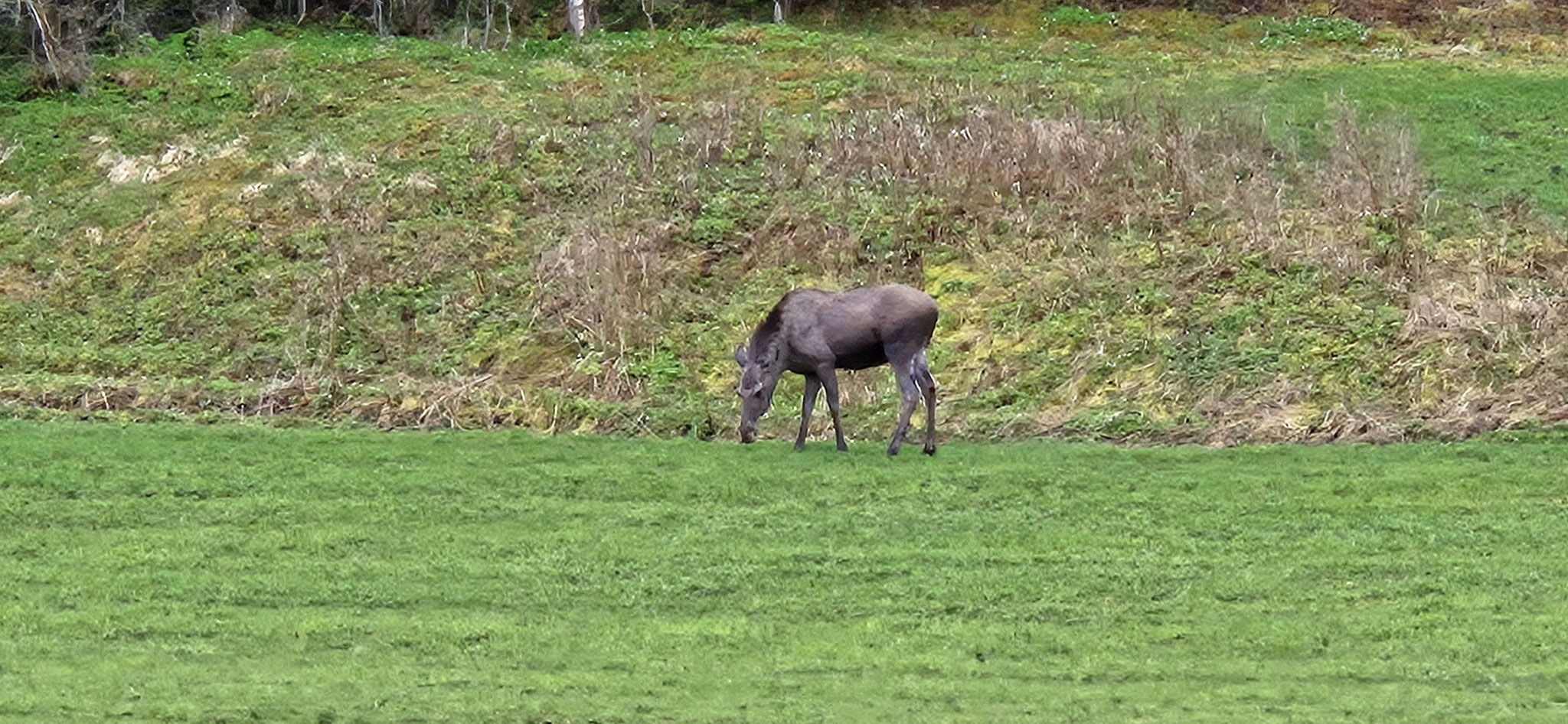 Eine wunderschöne grosse Elchdame am Wegrand