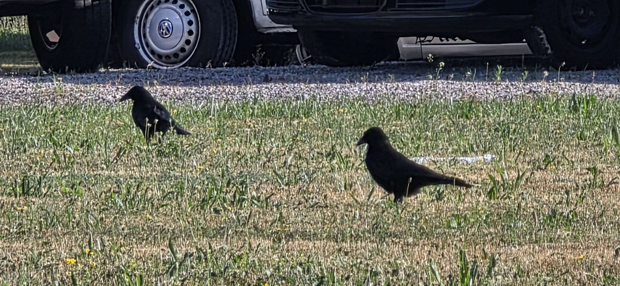 Hoher Besuch von Hugin und Munin