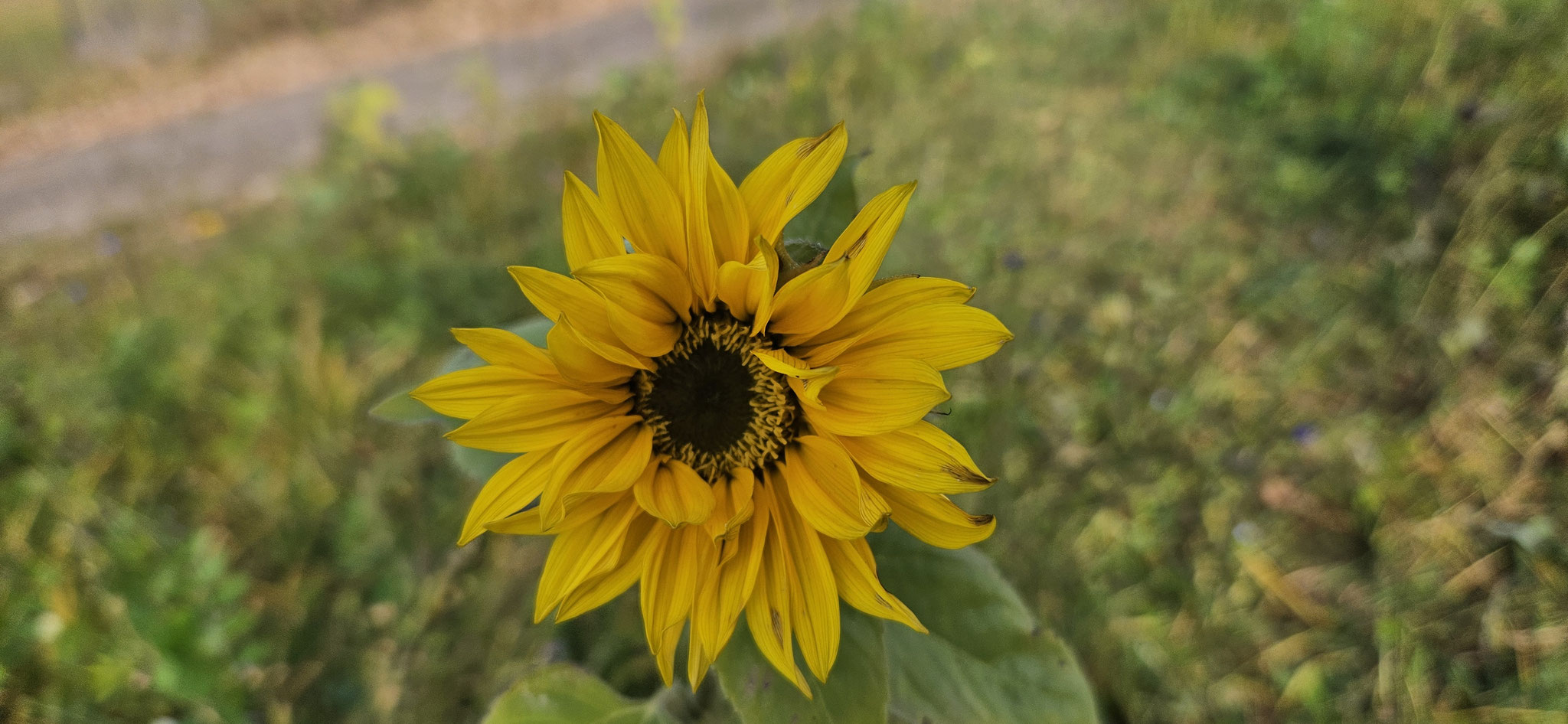 Die letzten Sonnenblumen