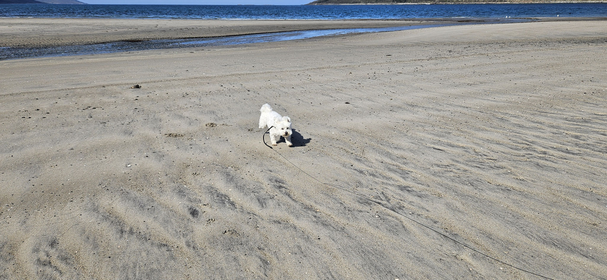 ...freudig rennt er über den Strand