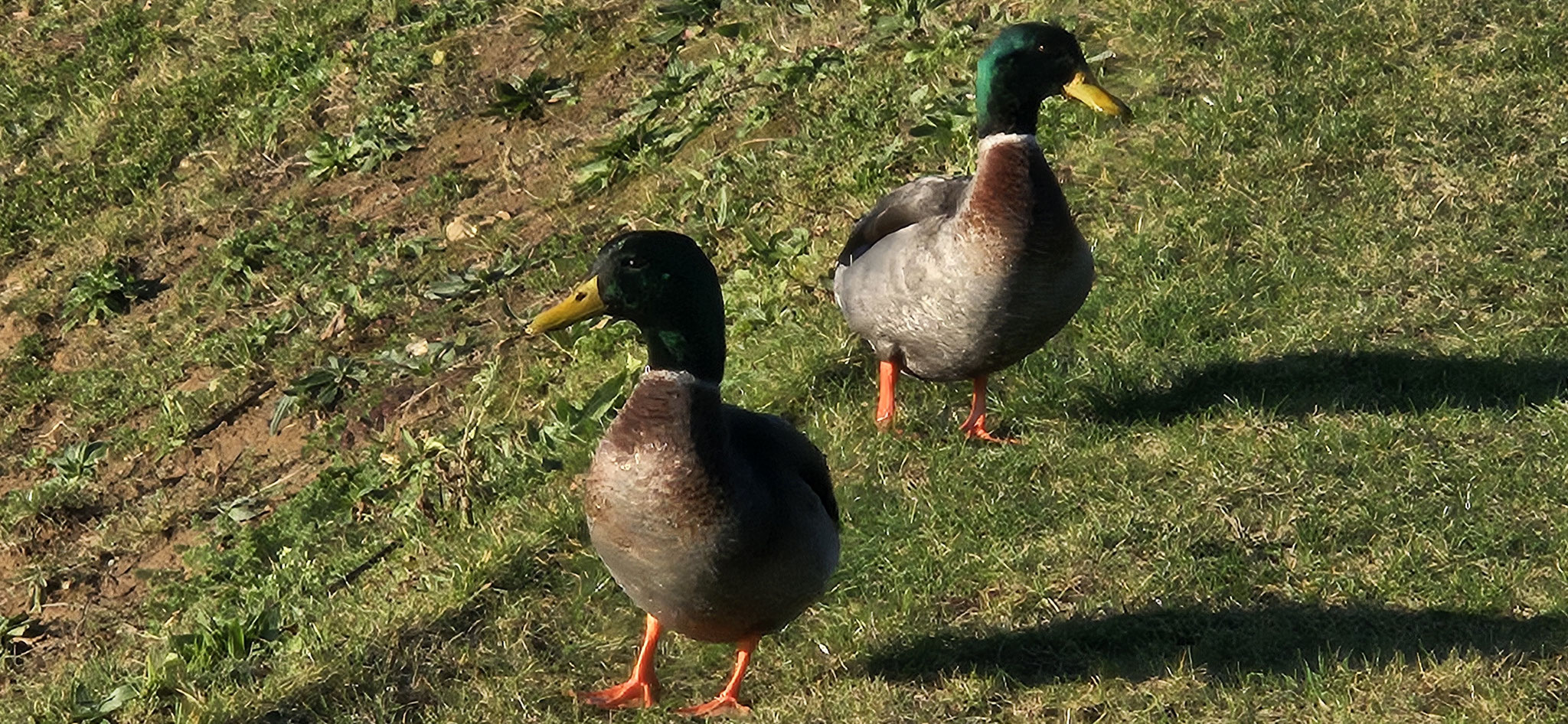 ...und schon haben wir 2 neue Haustiere