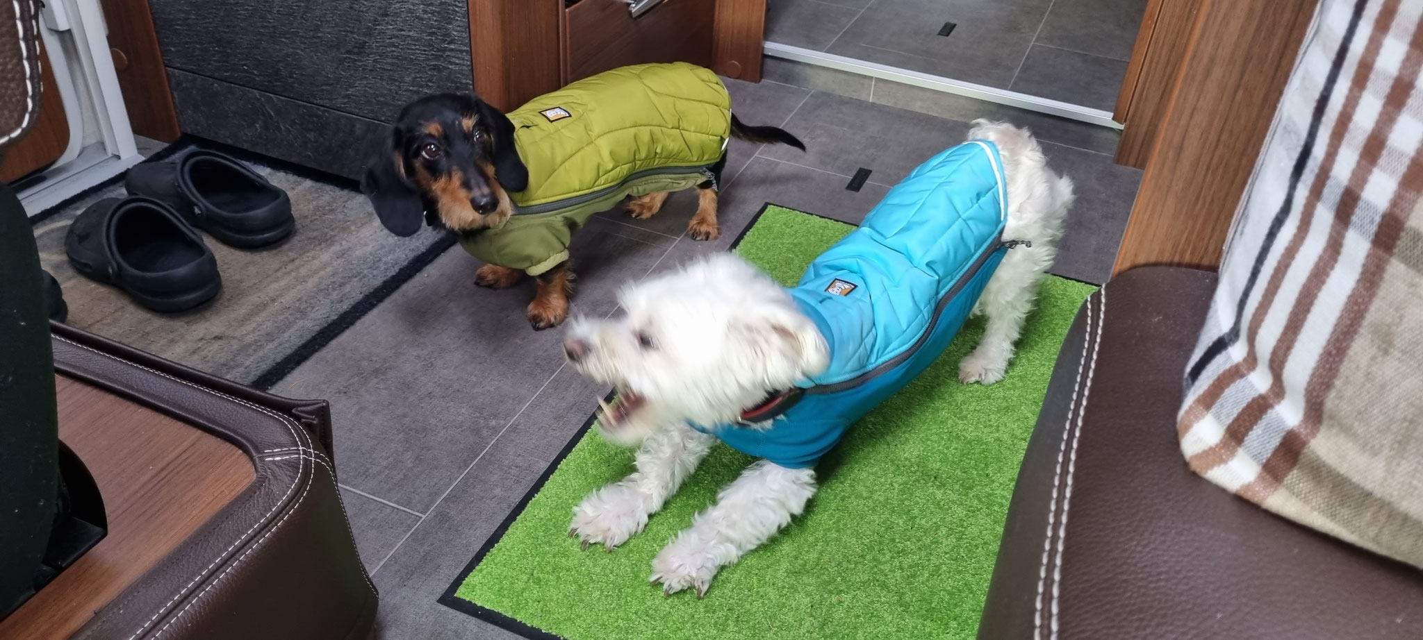 Wilson & Olly freuen sich auf den Spaziergang mit Mäntelchen