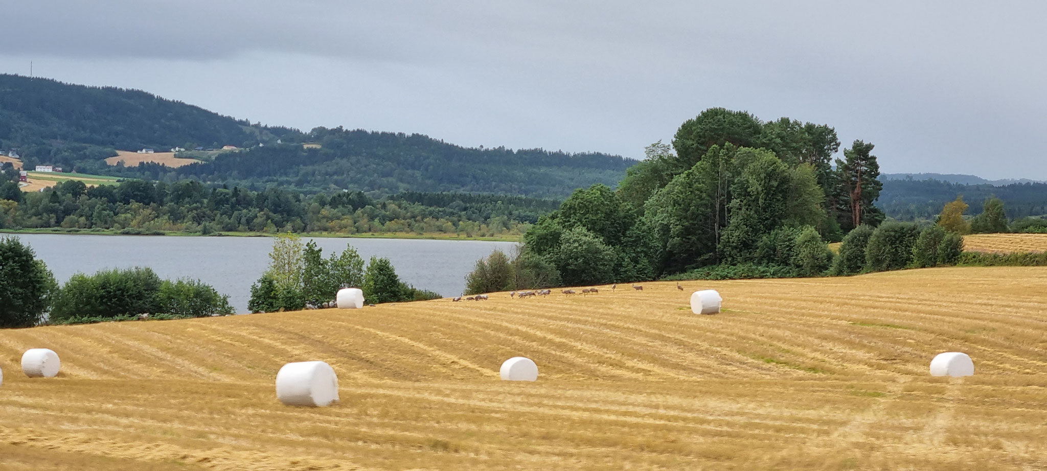 Viele viele Grus-Grus
