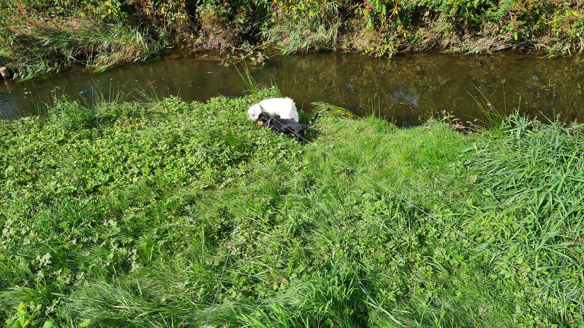 Wer ist ins Wasser gefallen?