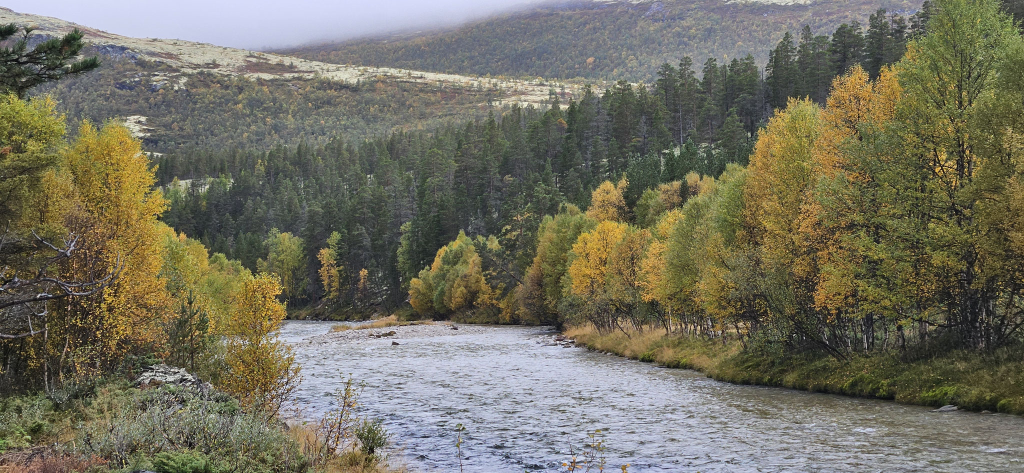 Hier soll es Elche, Füchse und sogar Wölfe und Bären geben