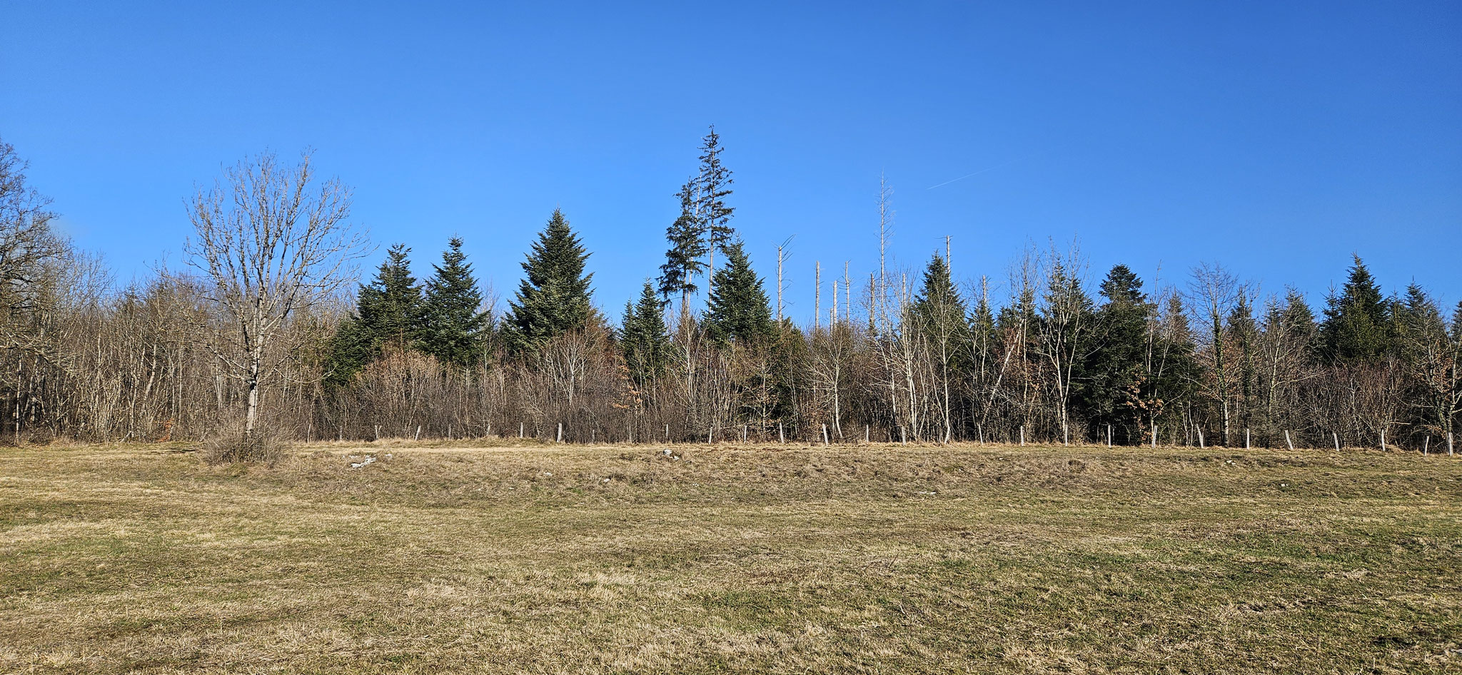Rehe, Fasane, Fuchs und andere Tiere haben wir gesehen