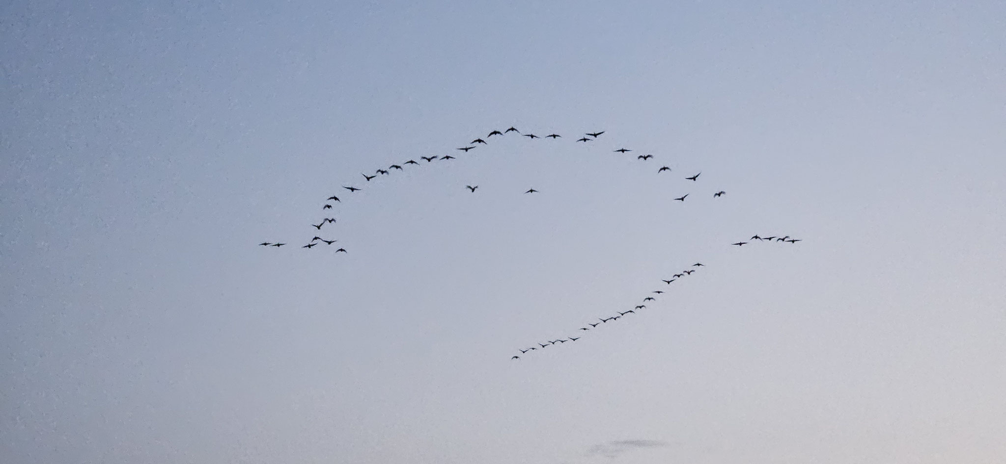 Nils Holgerson - ganz viele Wildgänse über uns