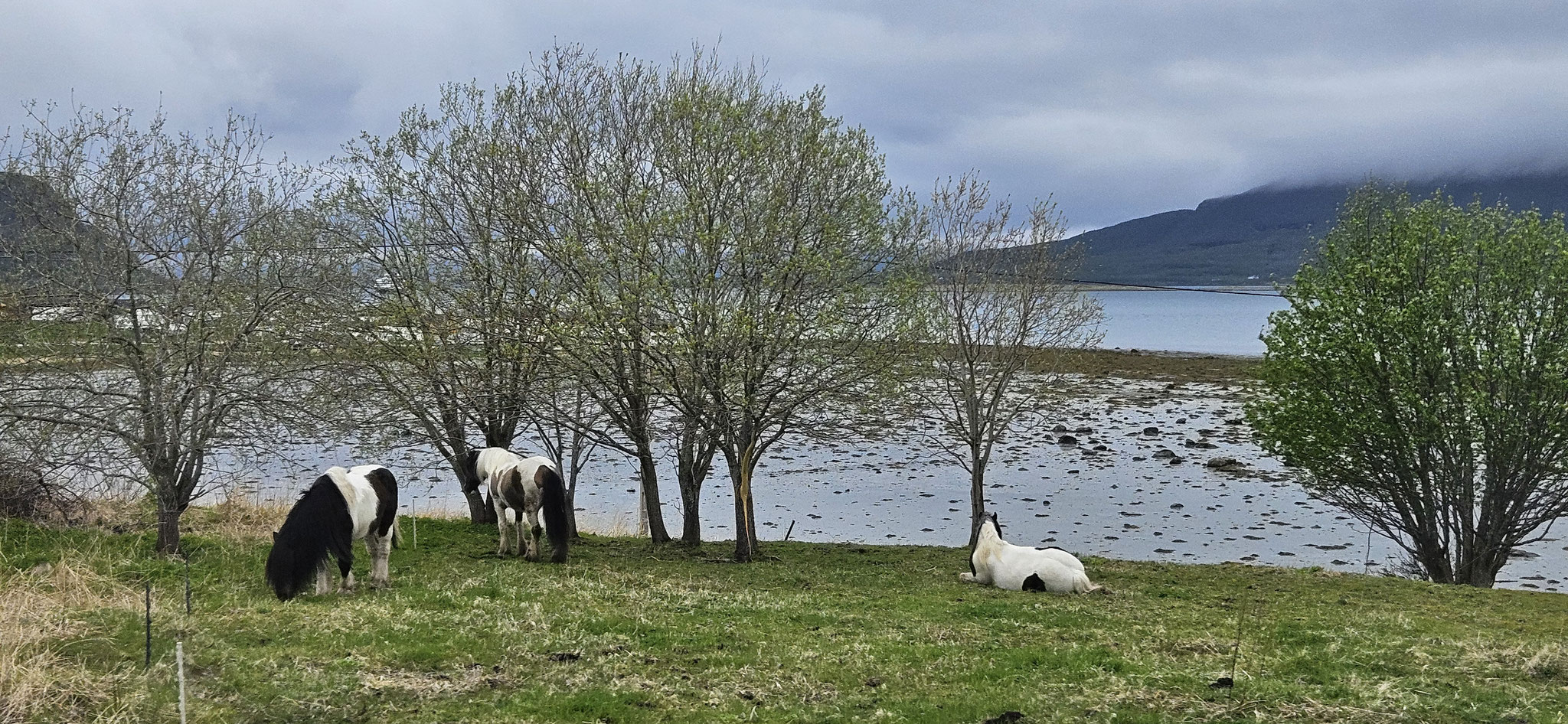 ...Pferde, die friedlich an den Fjorden grasen...