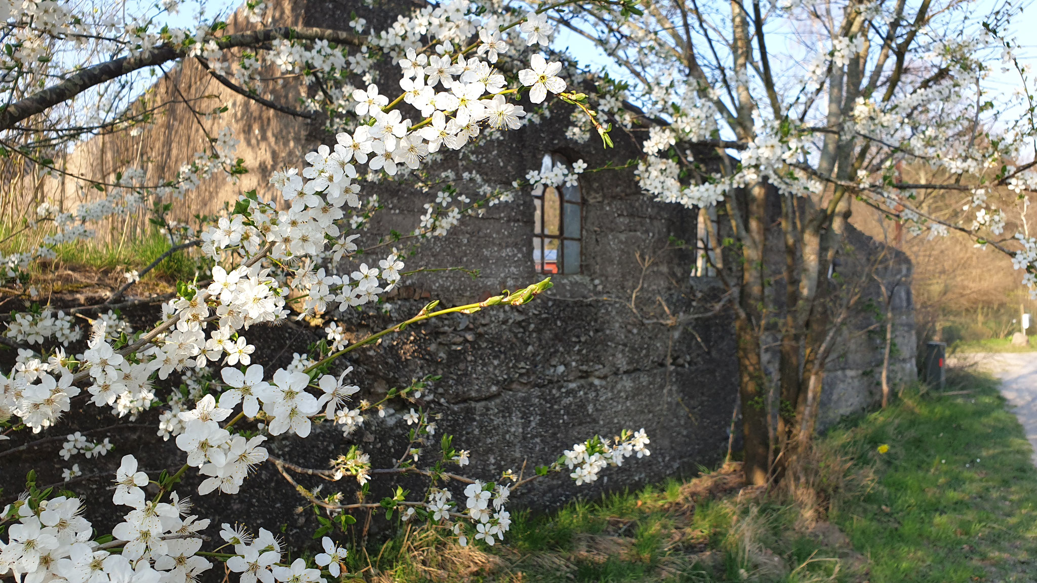 Spaziergang - Blütenpracht vor altem Gemäuer