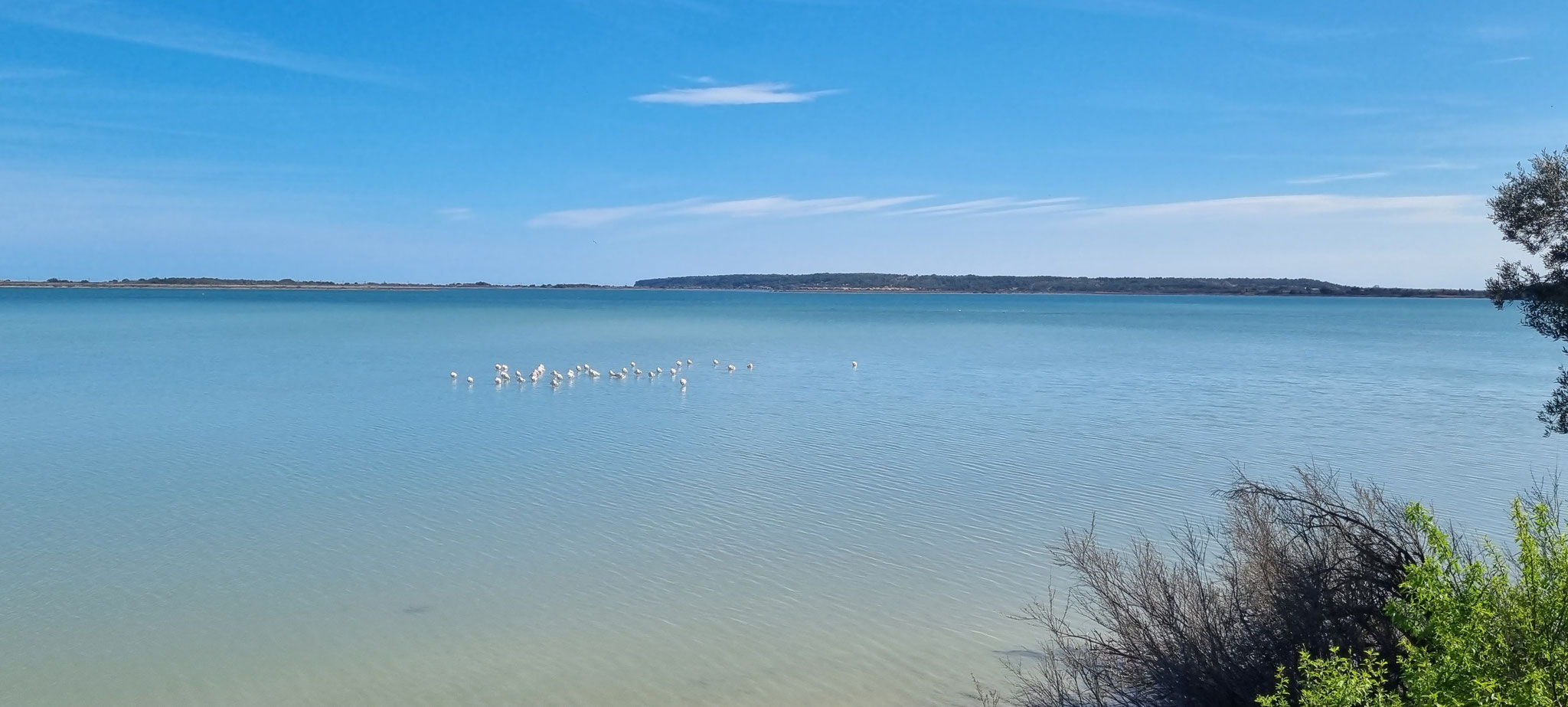 Da sind sie wieder! Noch fast weisse Flamingos