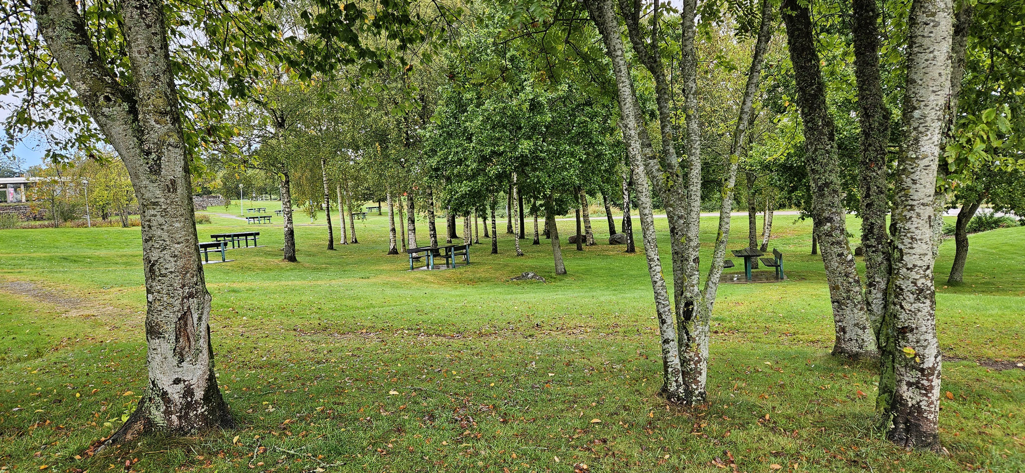 Birkenwäldchen auf dem Rastplatz...