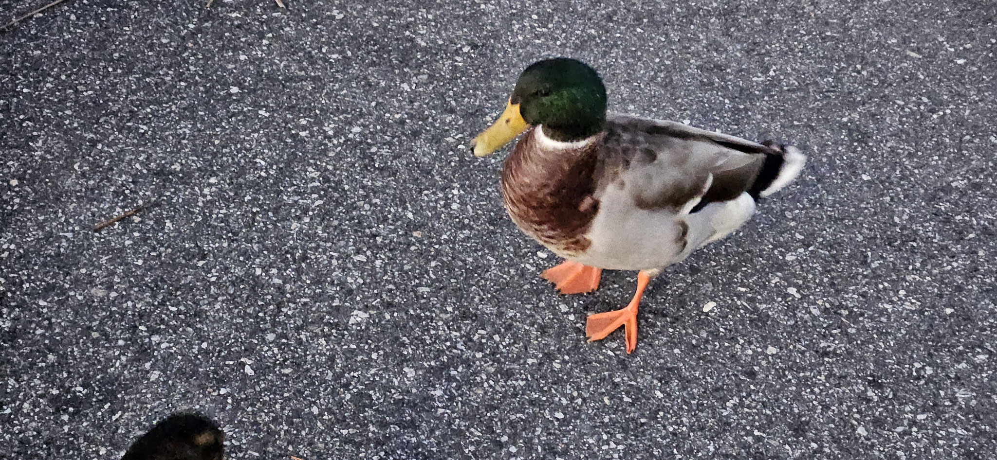 Leider können wir euch nicht bieten...