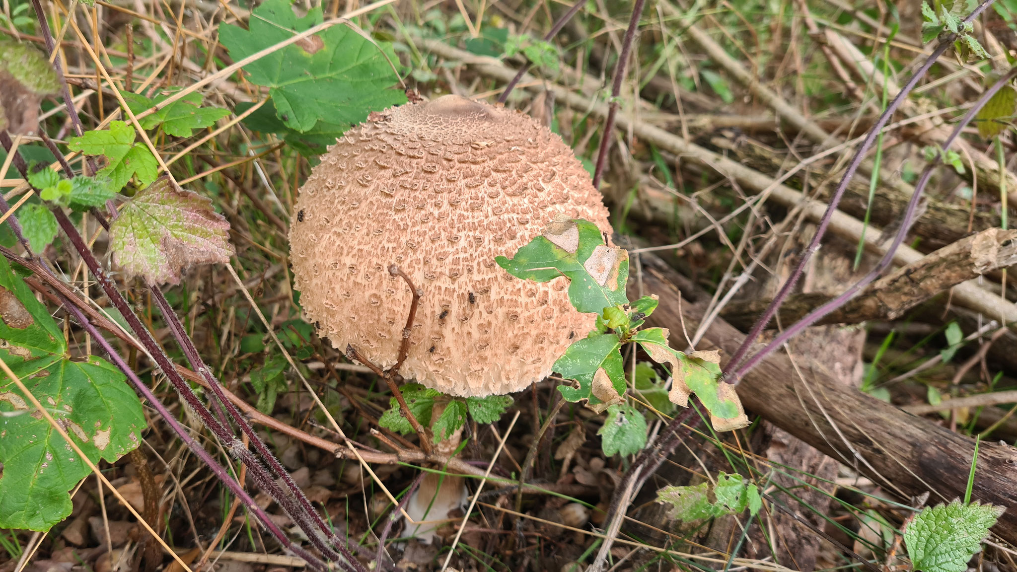 Pilze zum Frühstück?