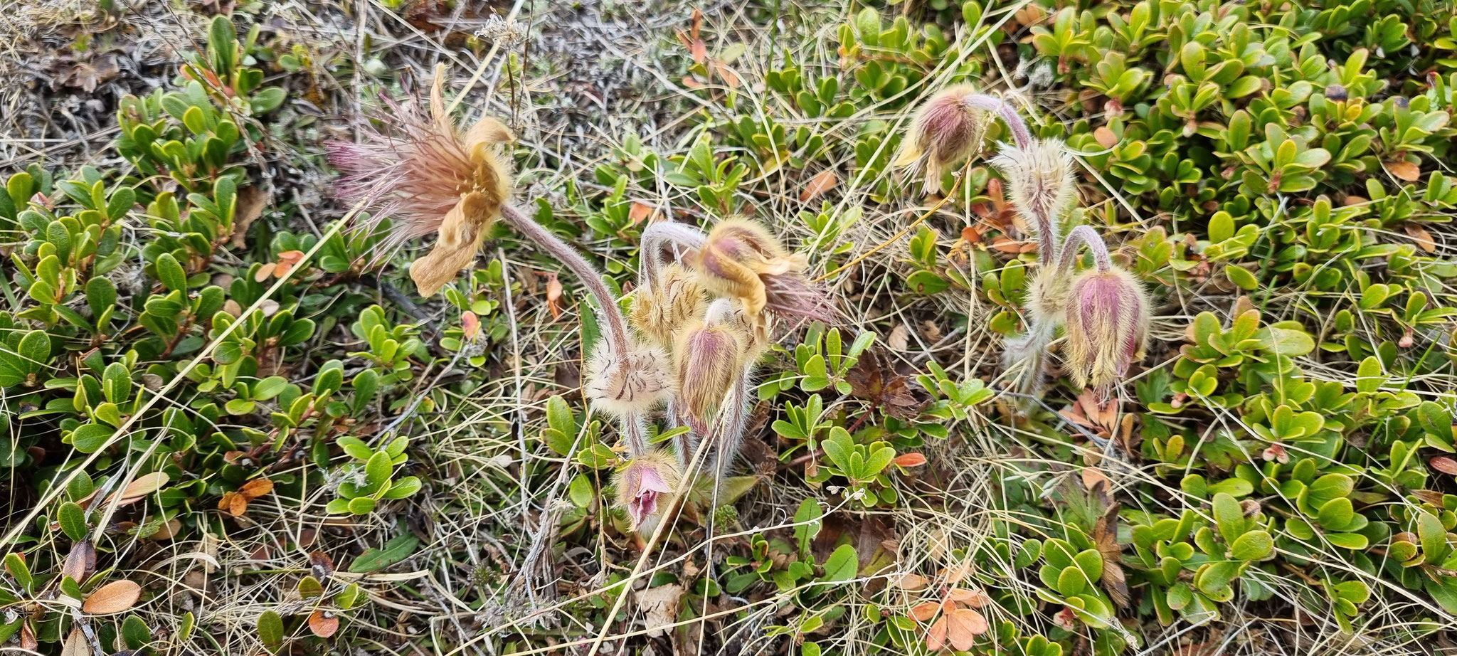 Pelzblumen