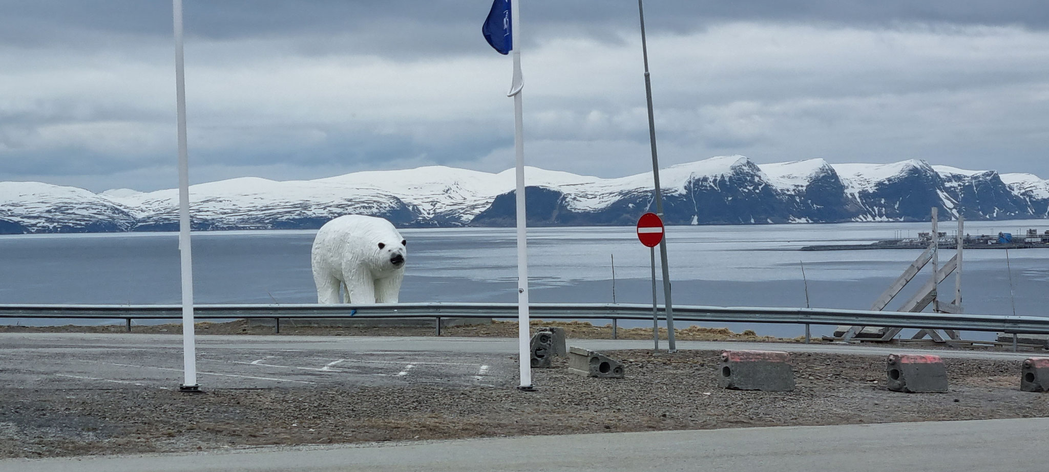 Eisbär bei der Einfahrt nach Hammerfest