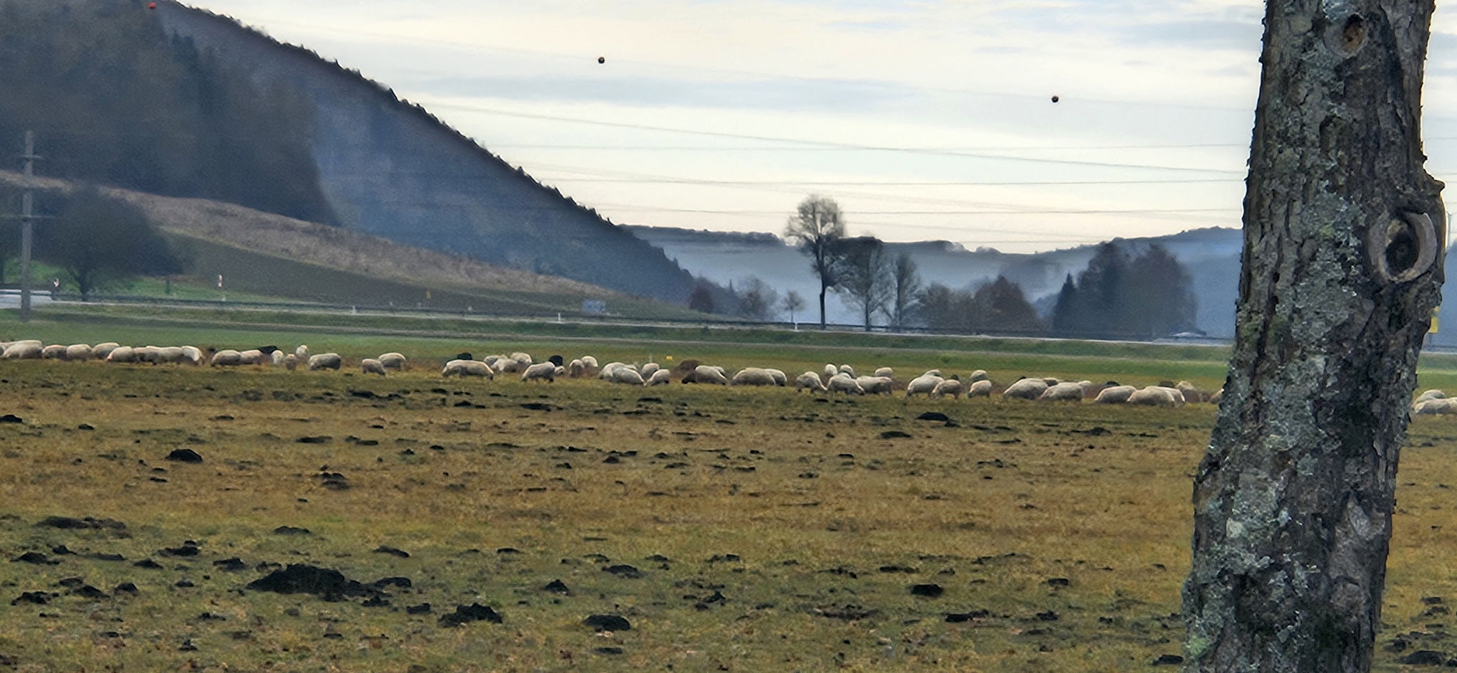 Die Herde ist brav am Fressen
