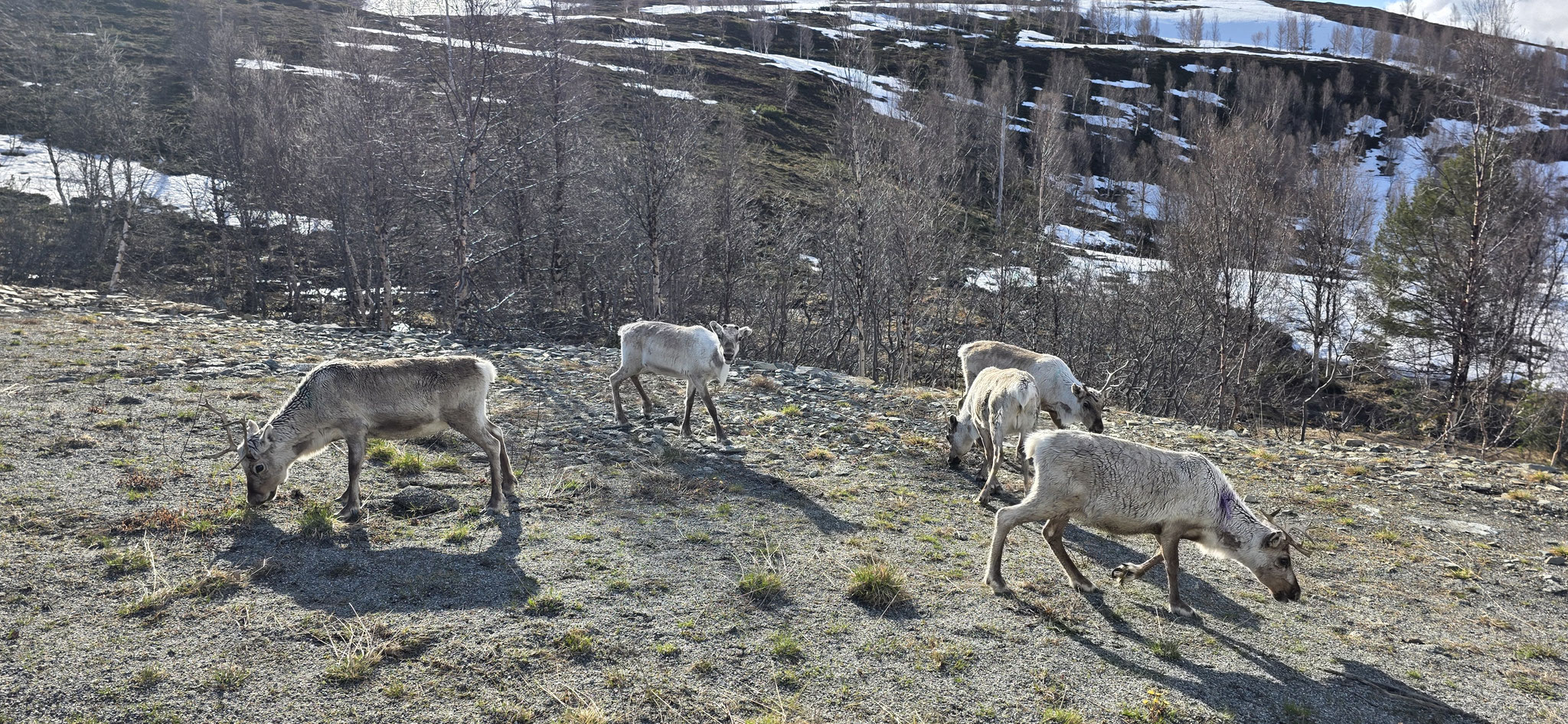 Im Wintergewand...