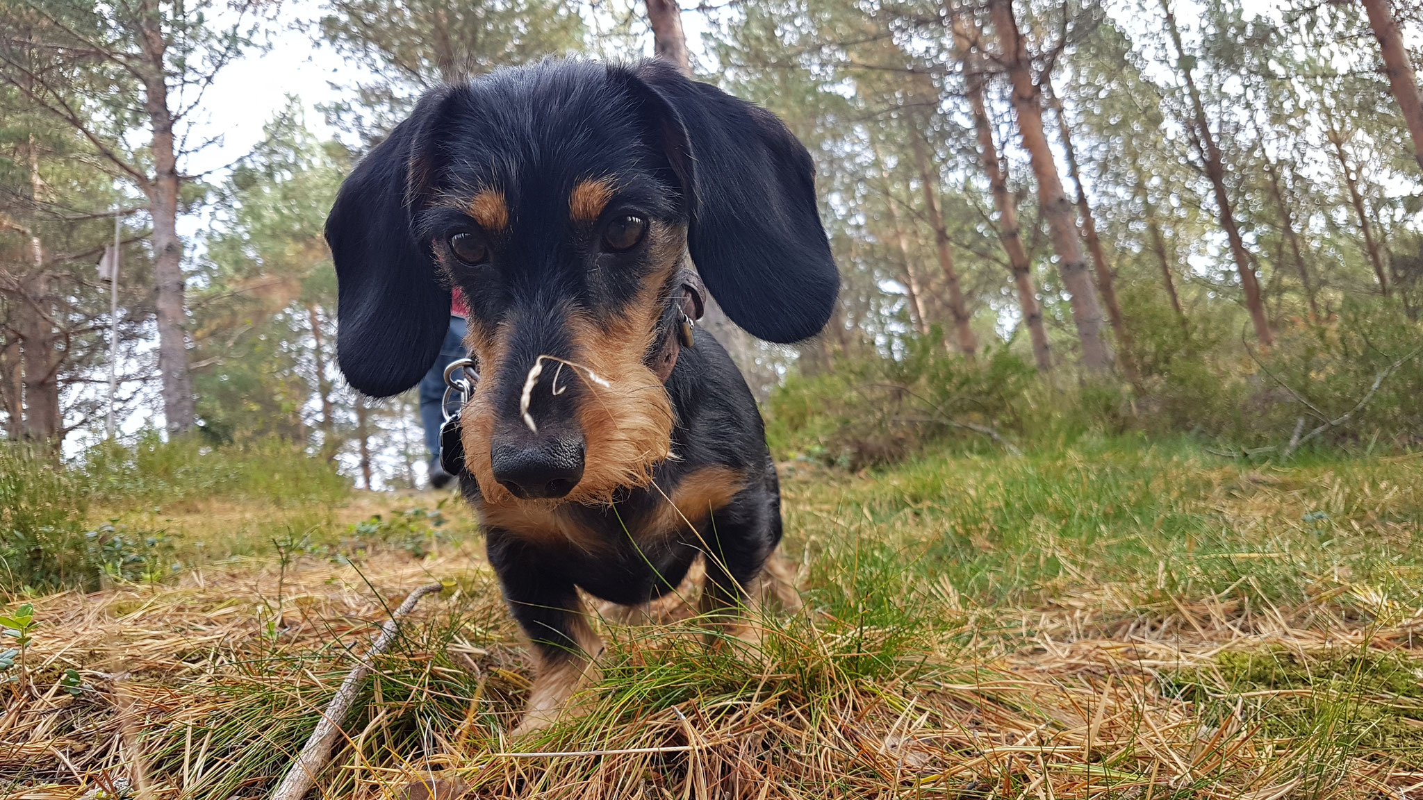 Olly's neuer Job = Trüffelhund?