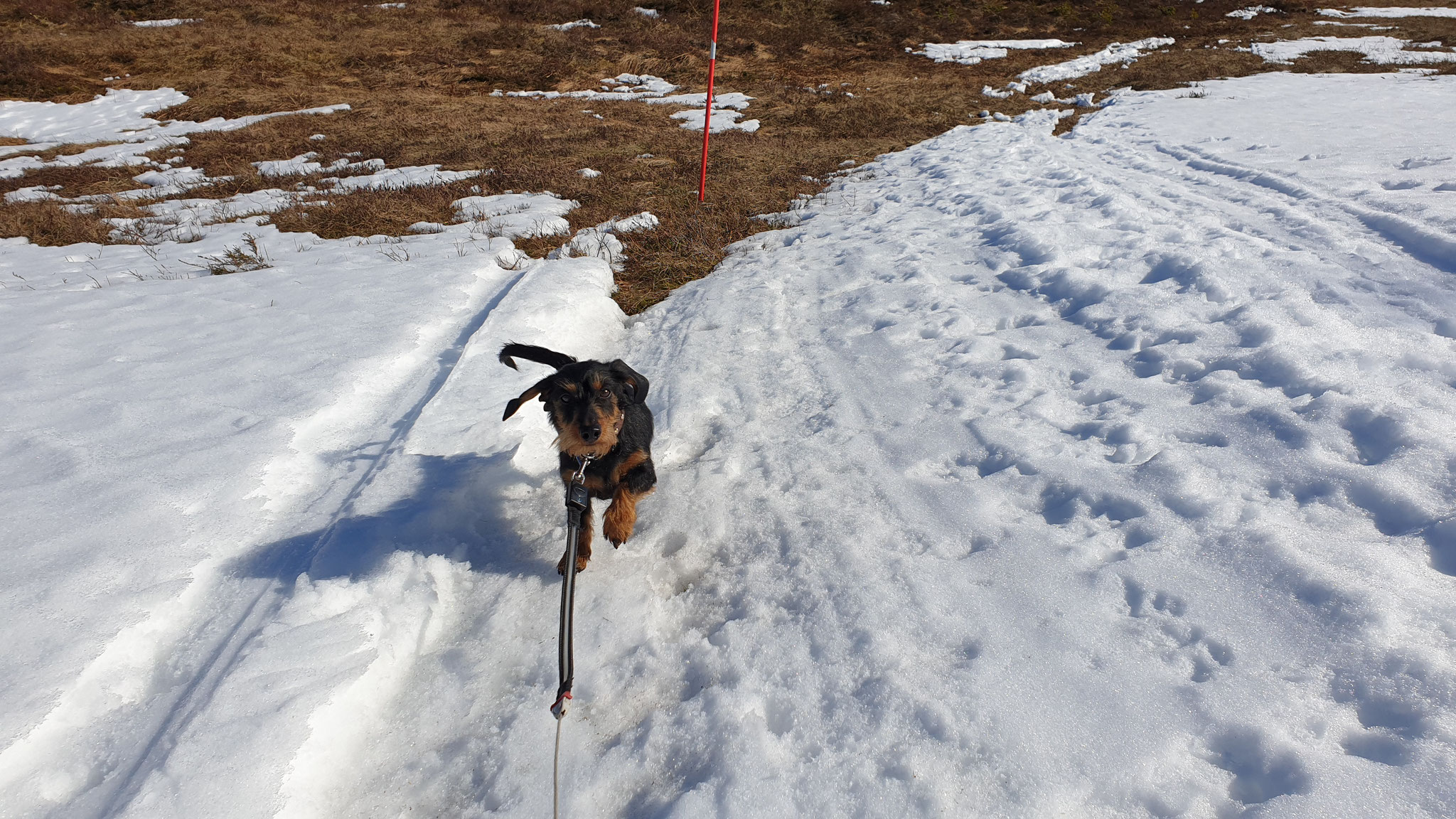 Sonne und Schnee ...Olly gefällt es