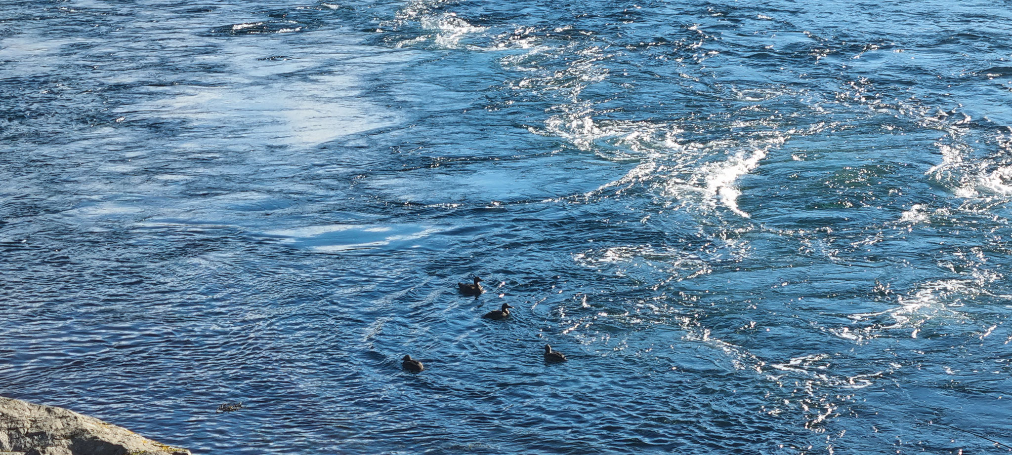 Die Enten sind in ruhigeren Gewässern