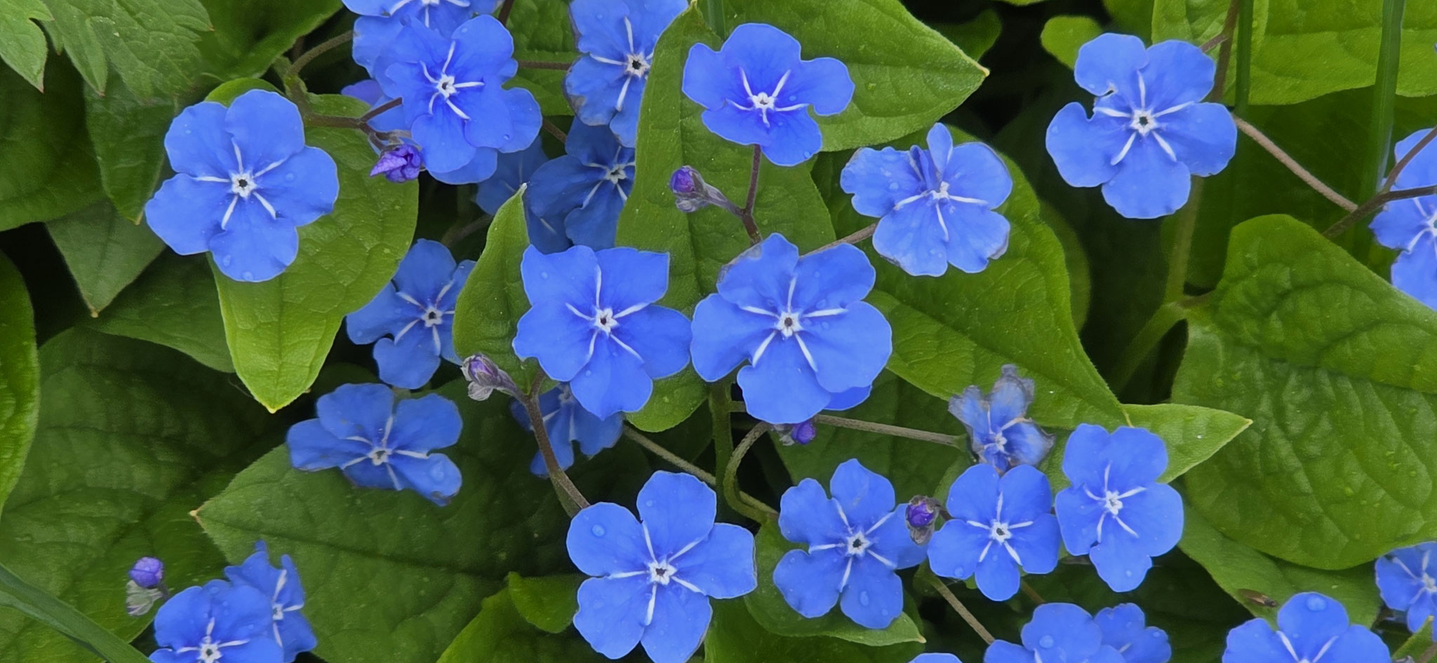 ...Garten blühen schon