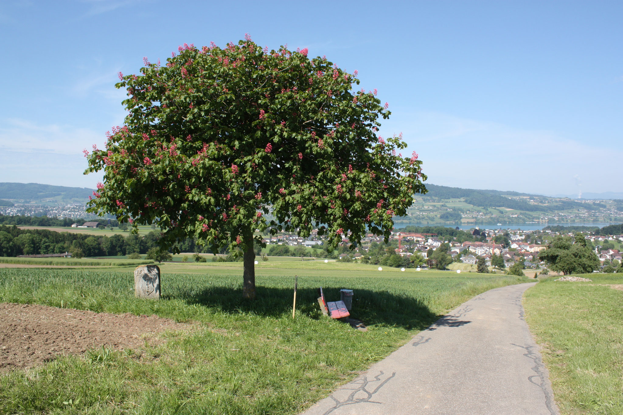 Verkehrsverein Fahrwangen - Alte Bettwilerstrasse (DDT)