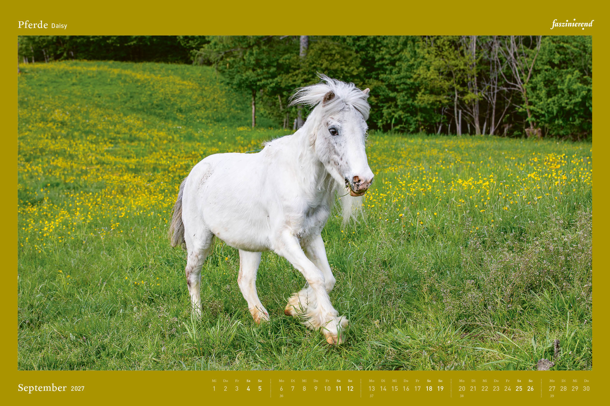 Wandkalender Kalender 2027 Pferde
