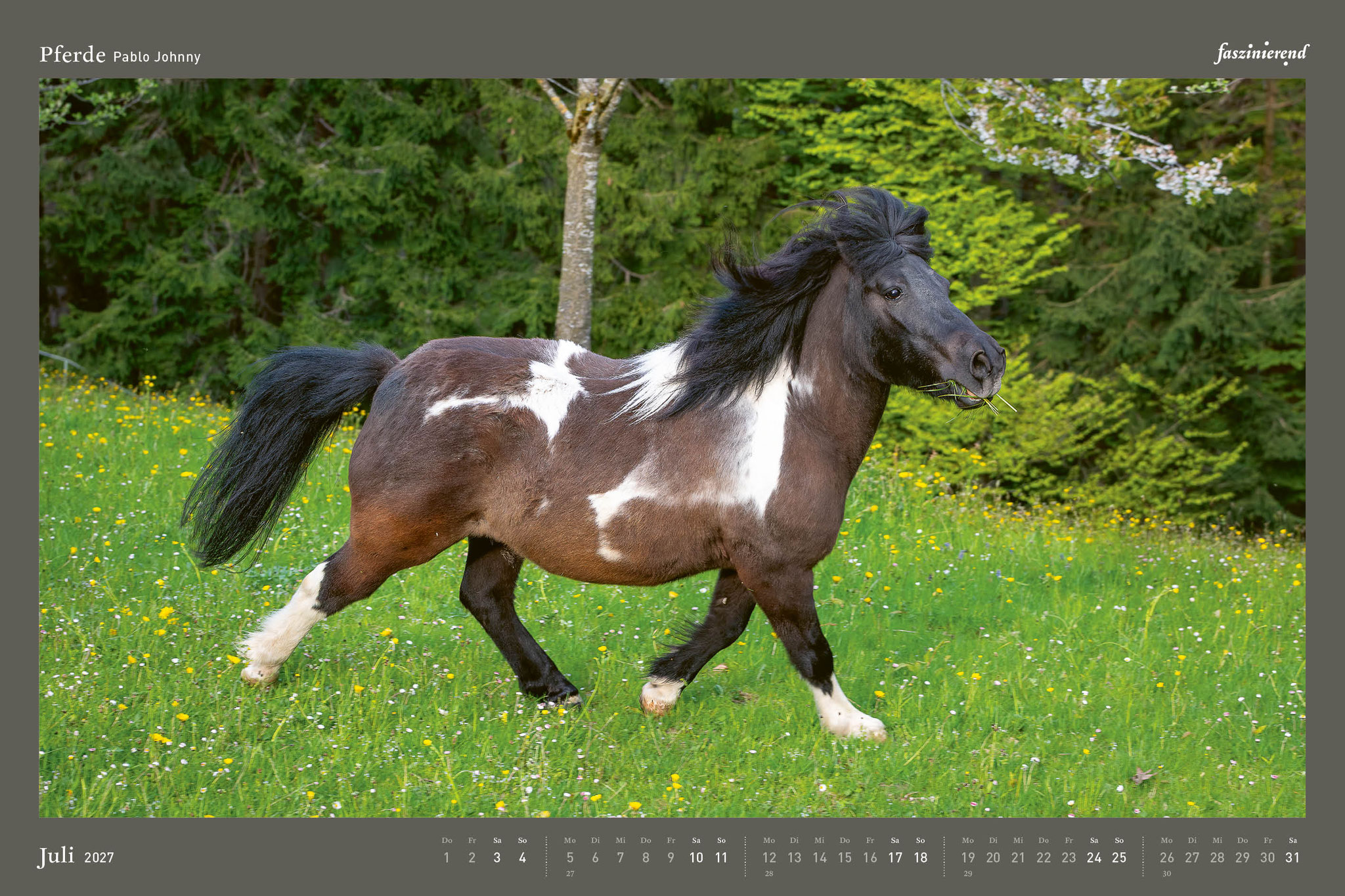 Wandkalender Kalender 2027 Pferde