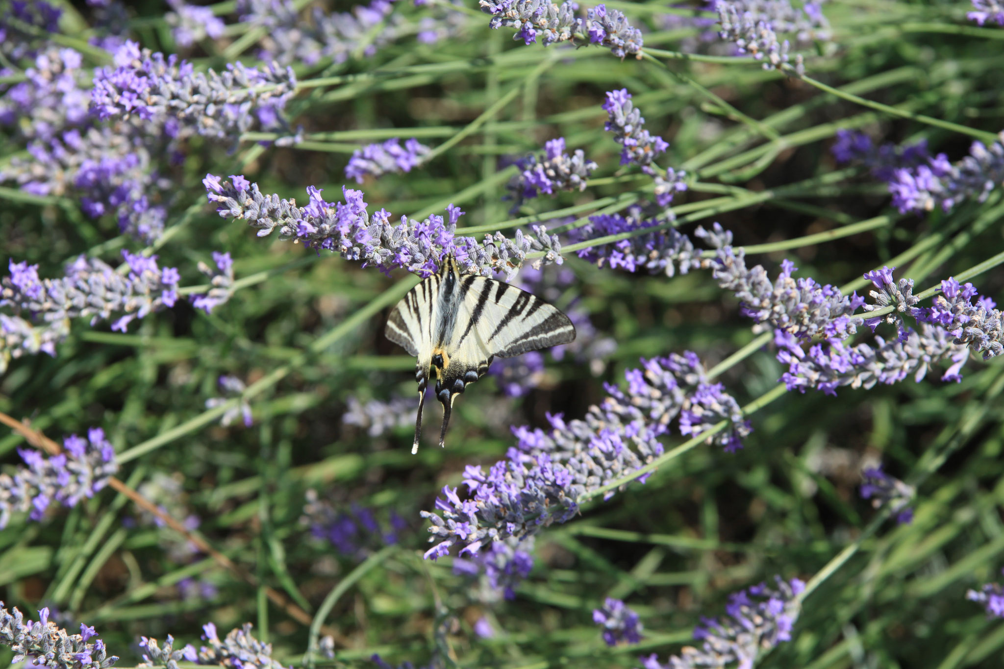  Schmetterling in Lavendel am Pool