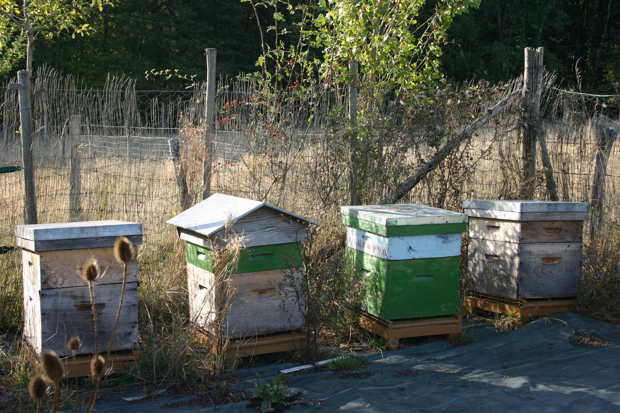 Hives for the bees