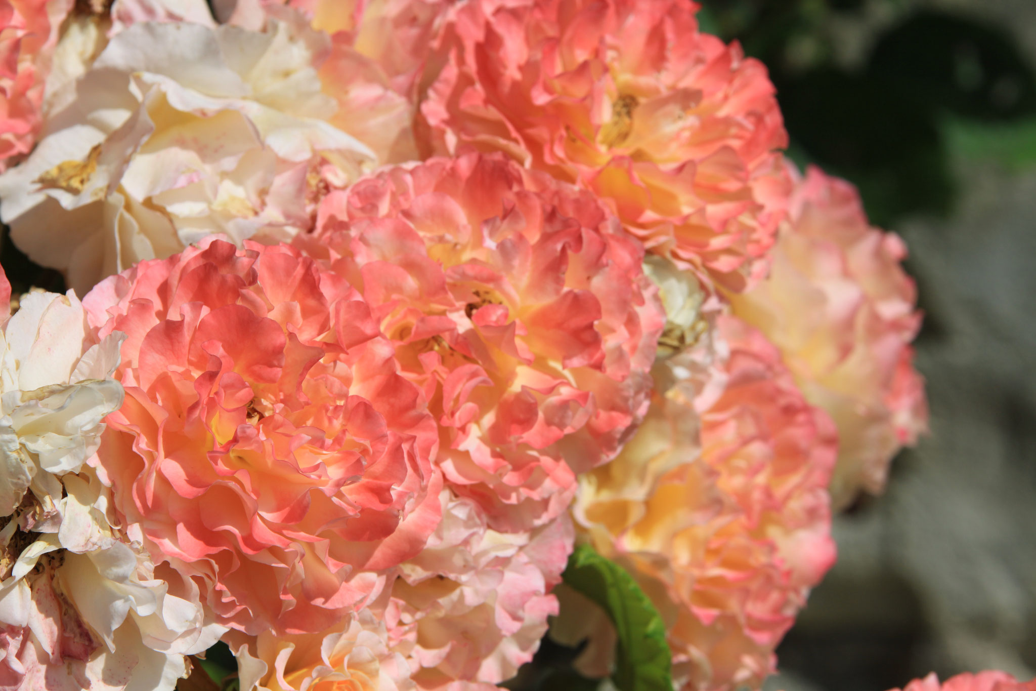 Bright flowers in the garden