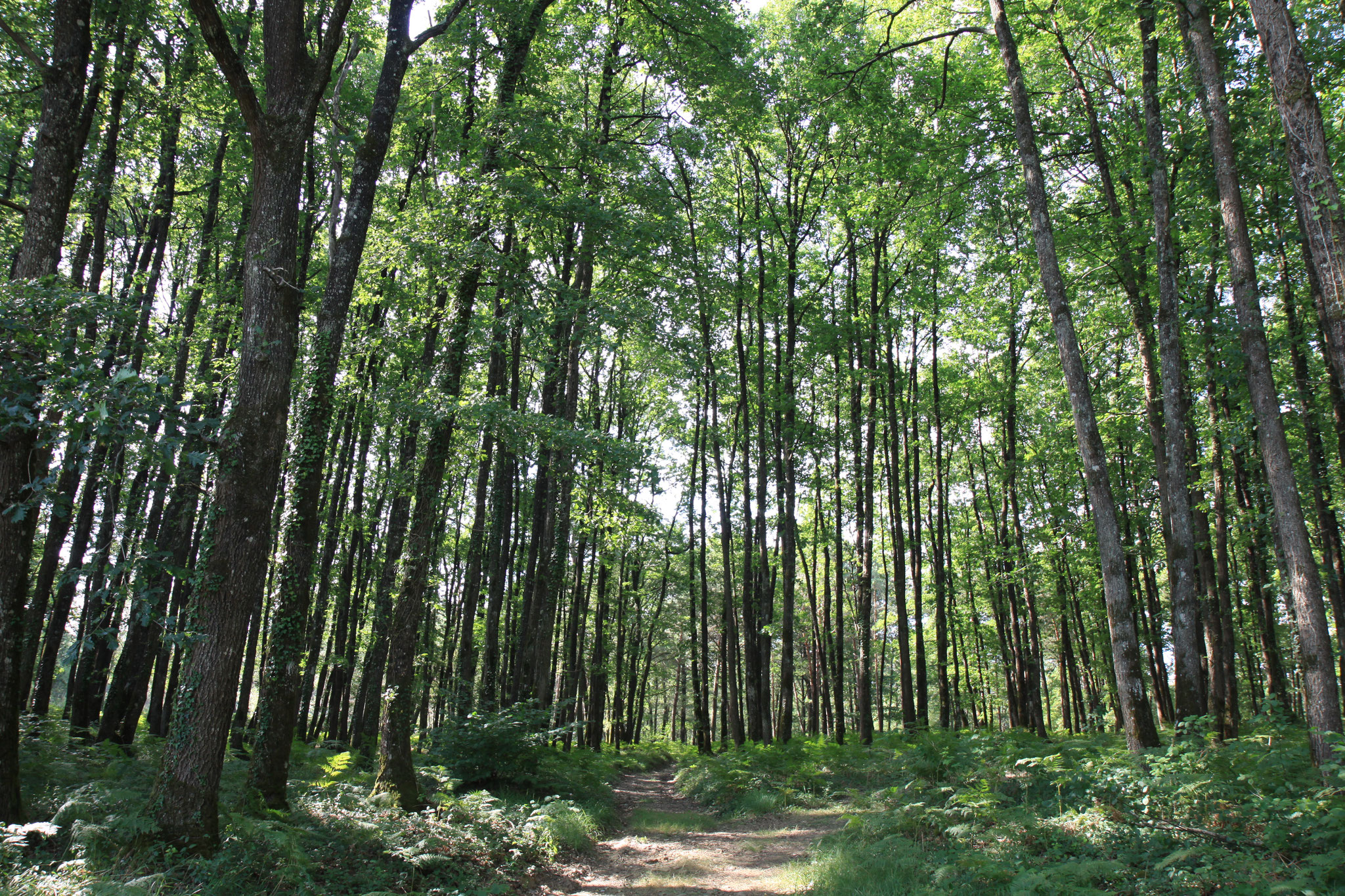 In the forest