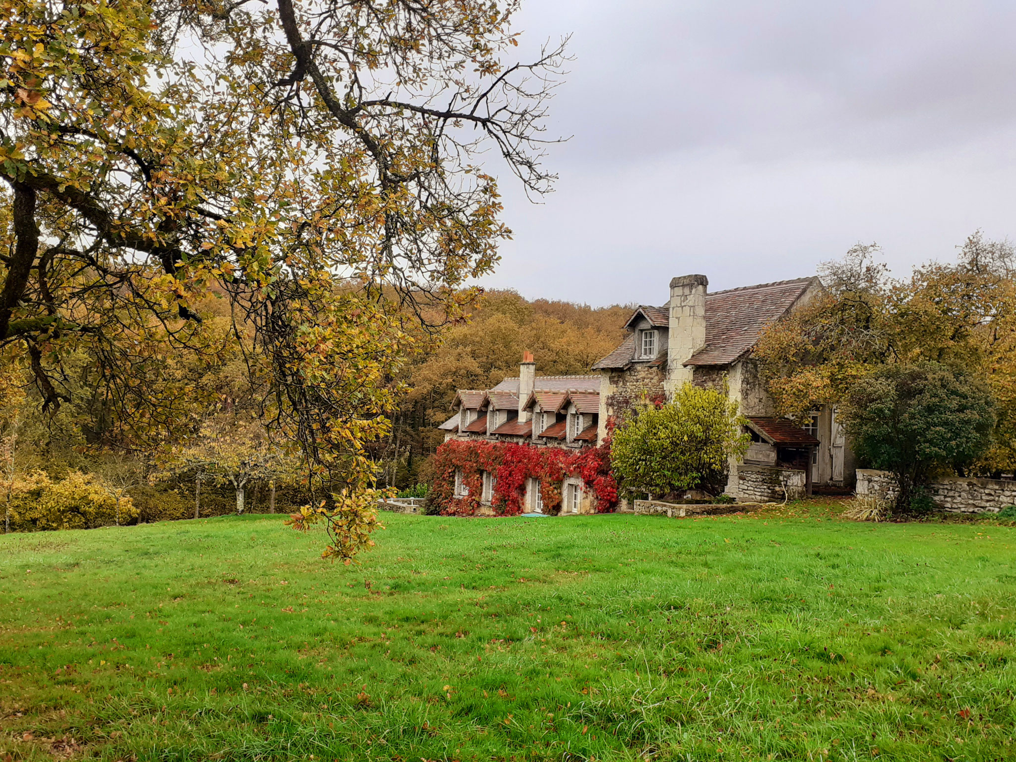 Le chêne et la maison principale colorée par la vigne-vierge