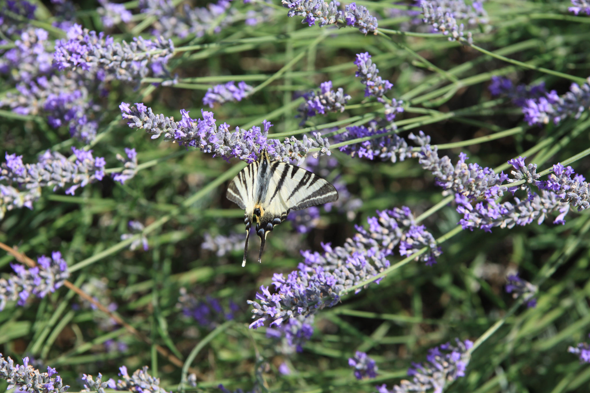  butterflies in lavender