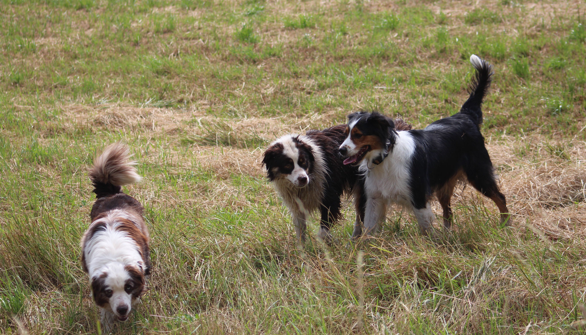 Der Hund bleibt Dir im Sturme treu, der Mensch nicht mal im Winde