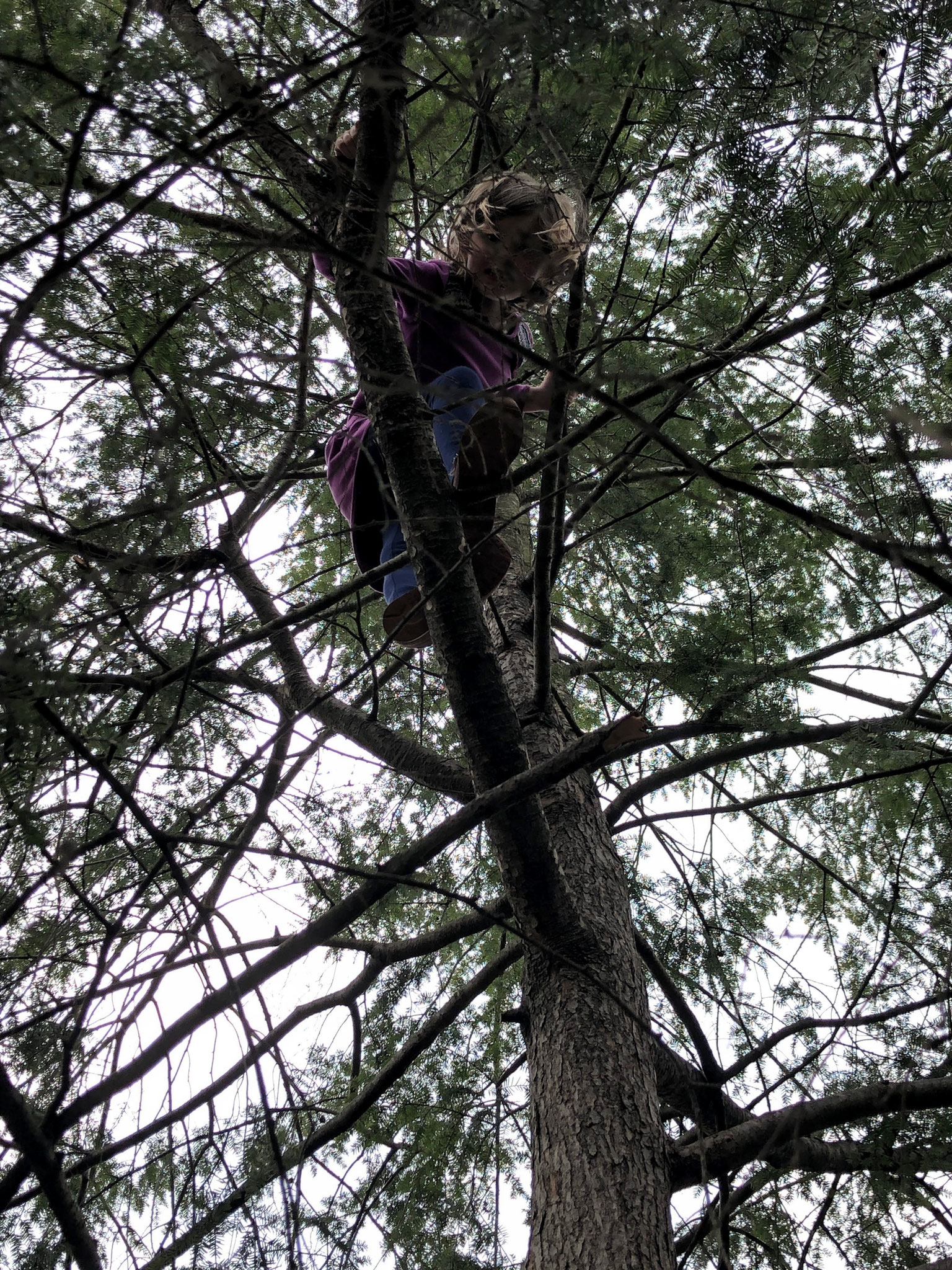 Back in Greenville and Addison is up a tree.