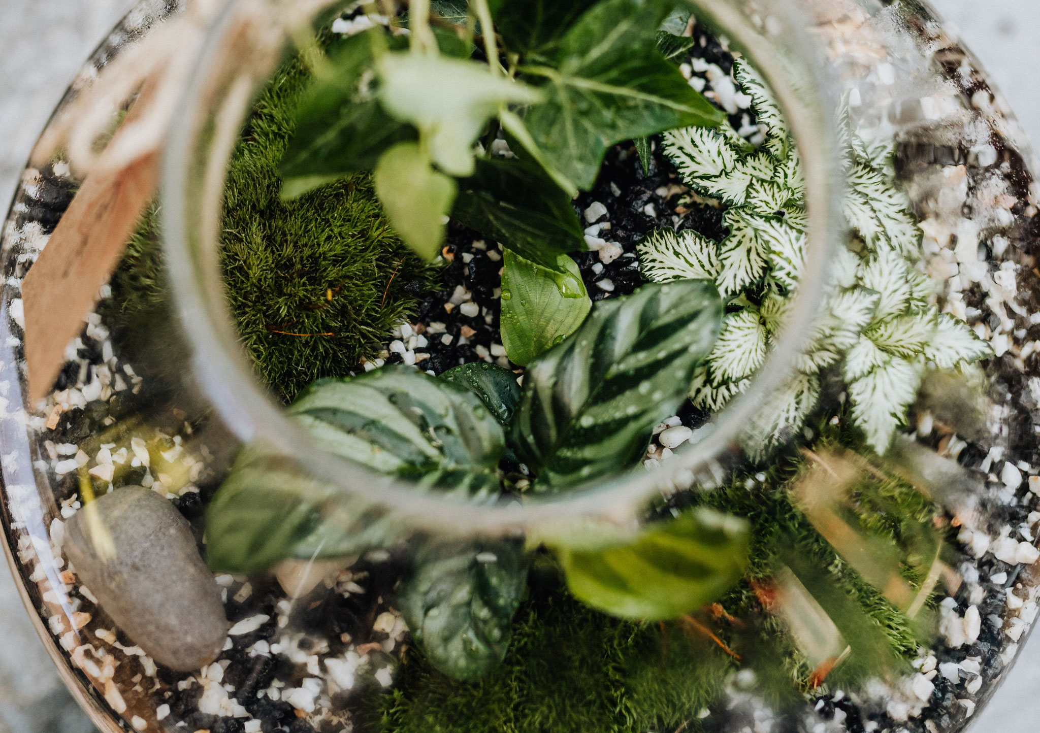 atelier terrarium en entreprise pour stimuler la créativité des collaborateurs
